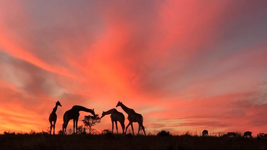 Giraffe and a Kariega sunset by guest Alice Harden