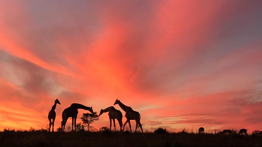 2019 Kariega Photo Competition Finalists Giraffe Alice Harden