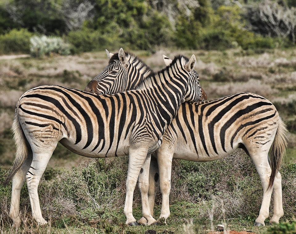 Zebra crossing at Kariega by guest Jo Cohn