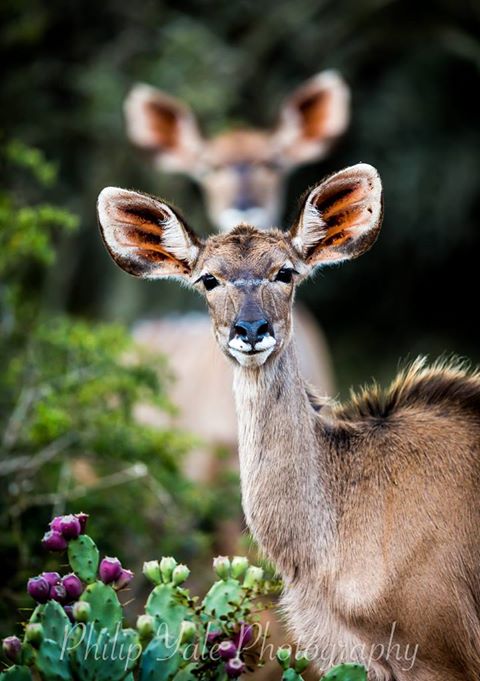 A curious kudu at Kariega by guest Phil Yale