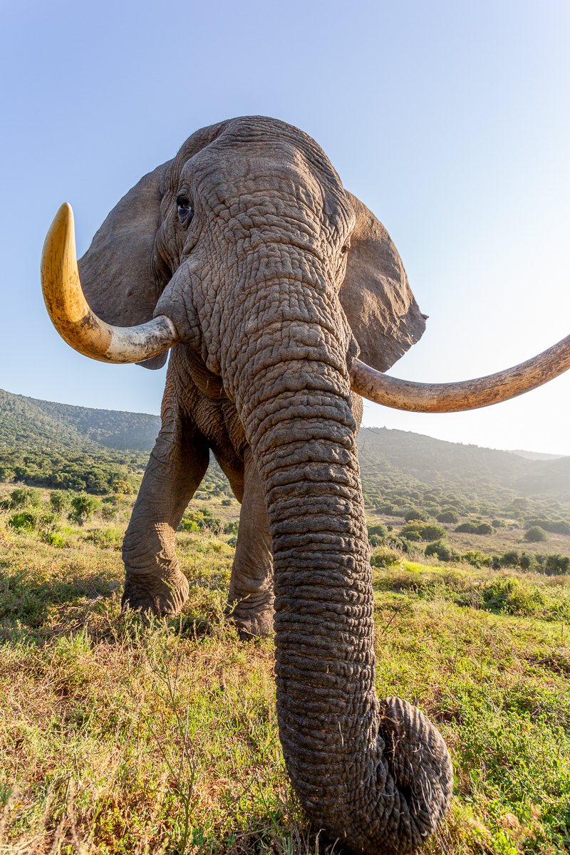 Kariega Elephant South Africa's Strongest Animals