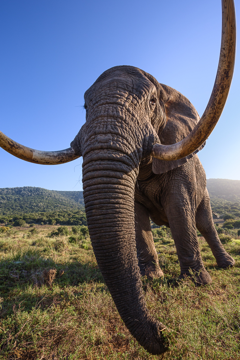 Kariega Elephant in UK Times by B Jennings