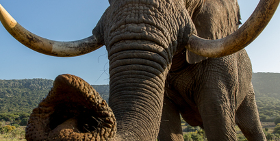 Kariega-elephant-trunk-BJennings.jpg