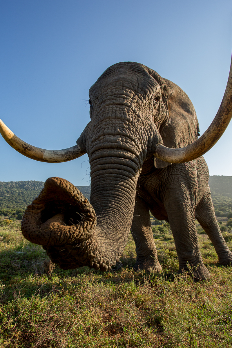 Kariega Elephant With Two Tusks and Trunk