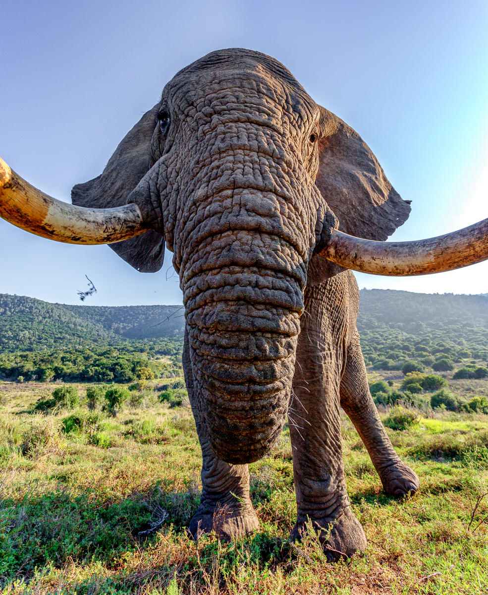 Kariega Elephant Tusks Featured in UK Times Jennings