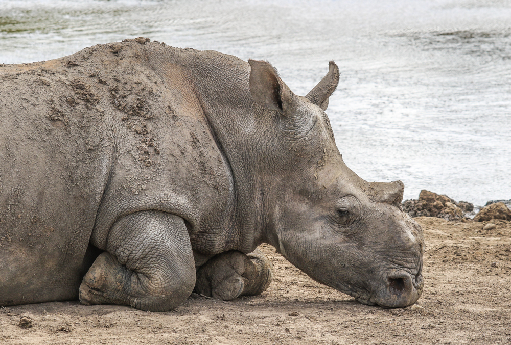 Rhino Thandi's famous profile at Kariega Game Reserve