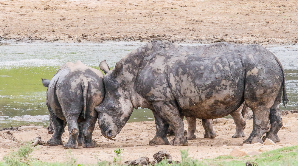 Rhino Thandi give calf Colin a maternal nudge at Kariega Game Reserve