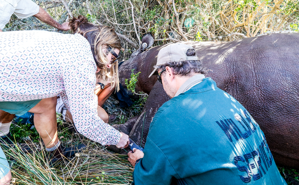 Kariega Conservation Update Black Rhino Procedure