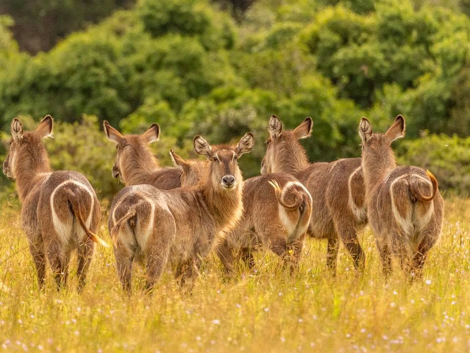 Waterbuck Wildlife Photo by Graham Harvey at Kariega March 2019