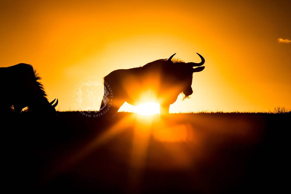 Sunset 2019 Photo Competition at Kariega by Sara Louise Herrington‎‎