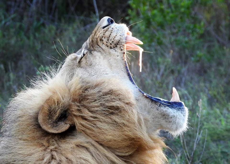 Lion Wildlife Photo Kariega Ivo Mijland