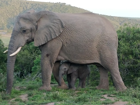 Elephant Kariega Wildlife Photo Competition Sharon Shorrock
