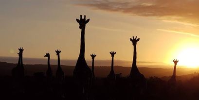 70-giraffe-kariega-LindsayBerry.jpg