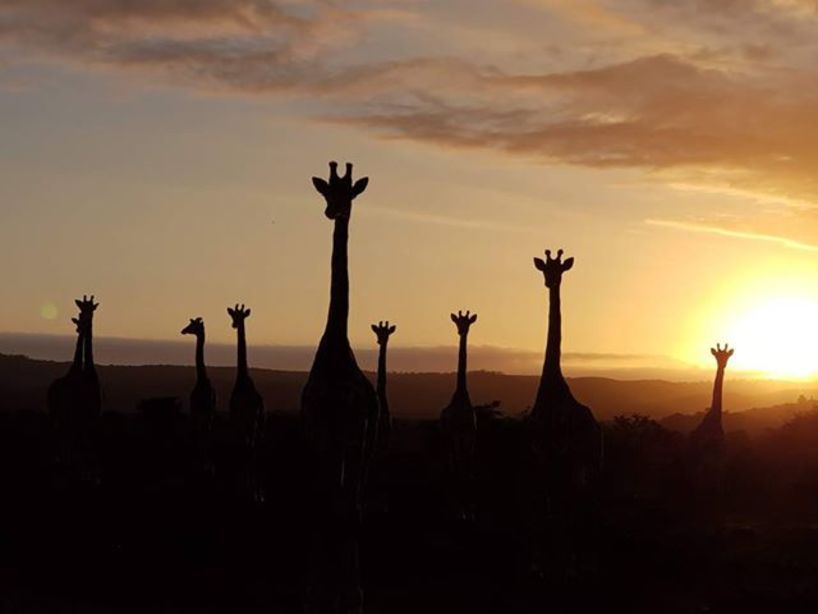 70-giraffe-kariega-LindsayBerry.jpg