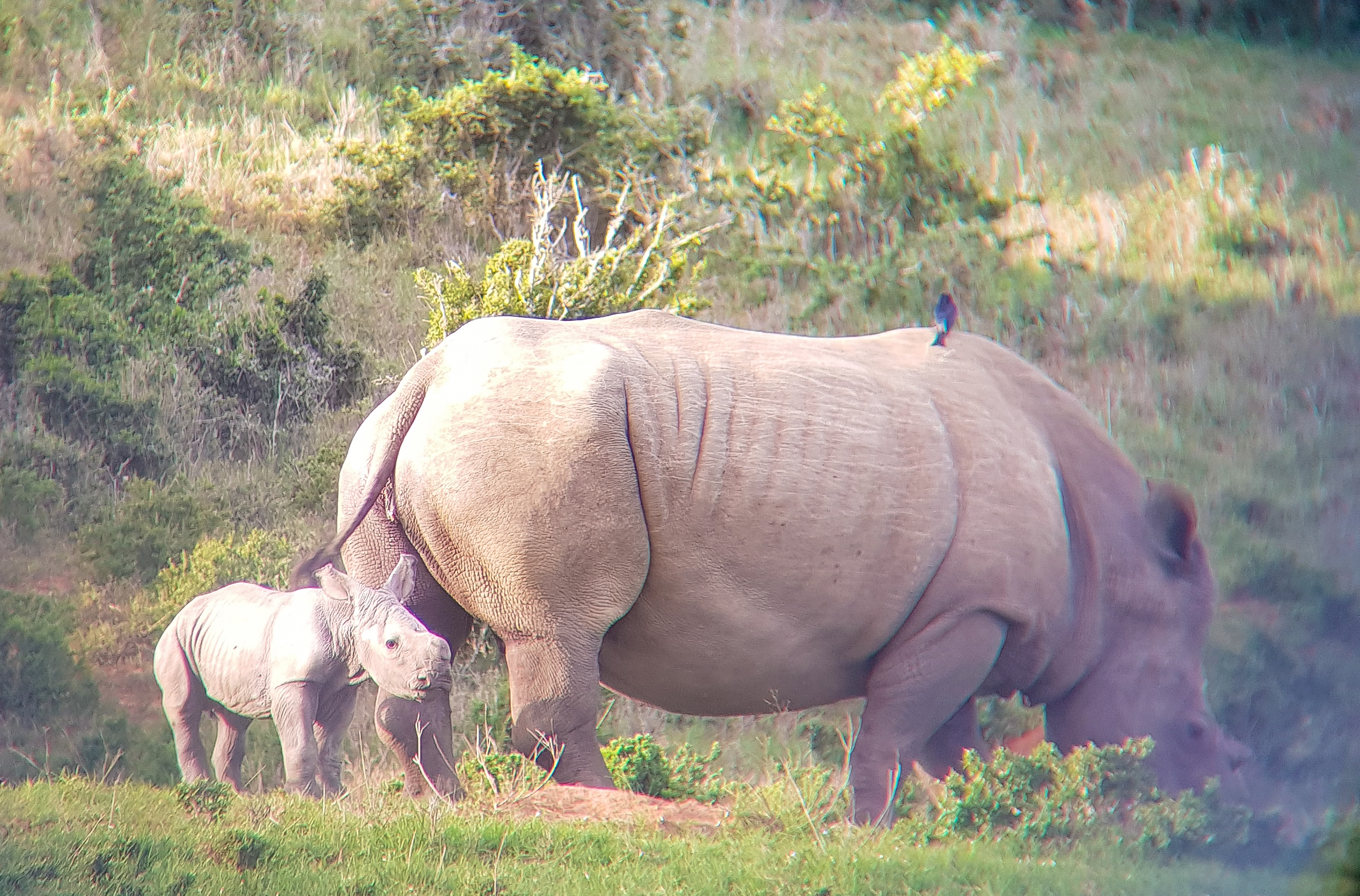 Kariega Rhino Thandi Third Calf Top 10 Safari Photo 2019