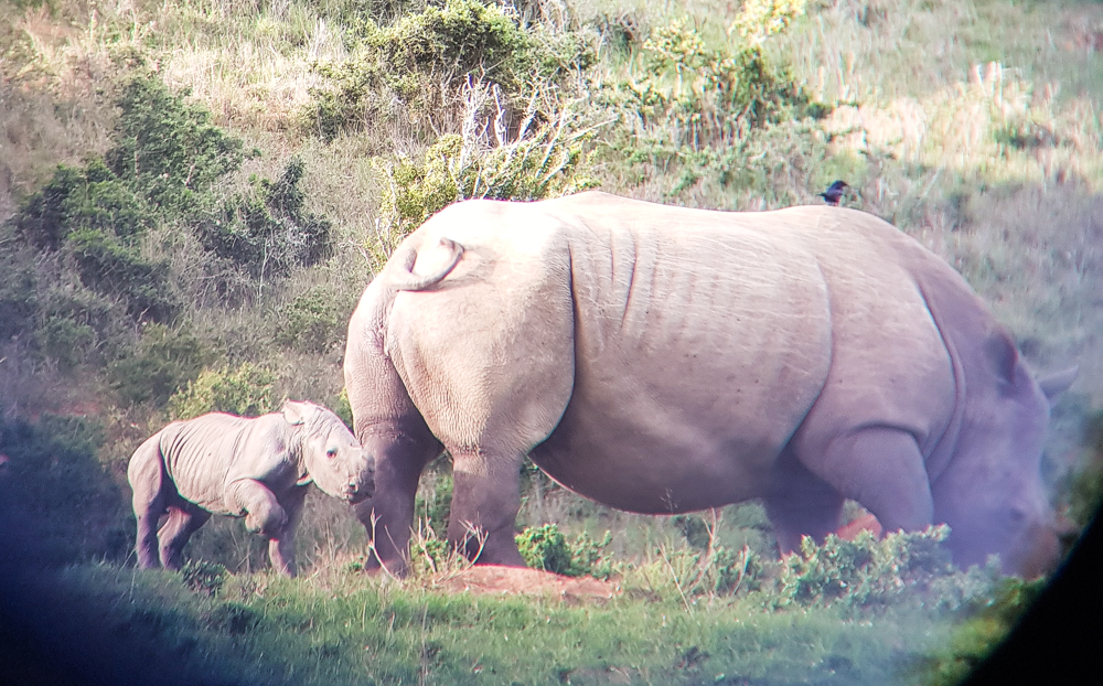 Kariega Thandi.Third Calf Guide Jesse2