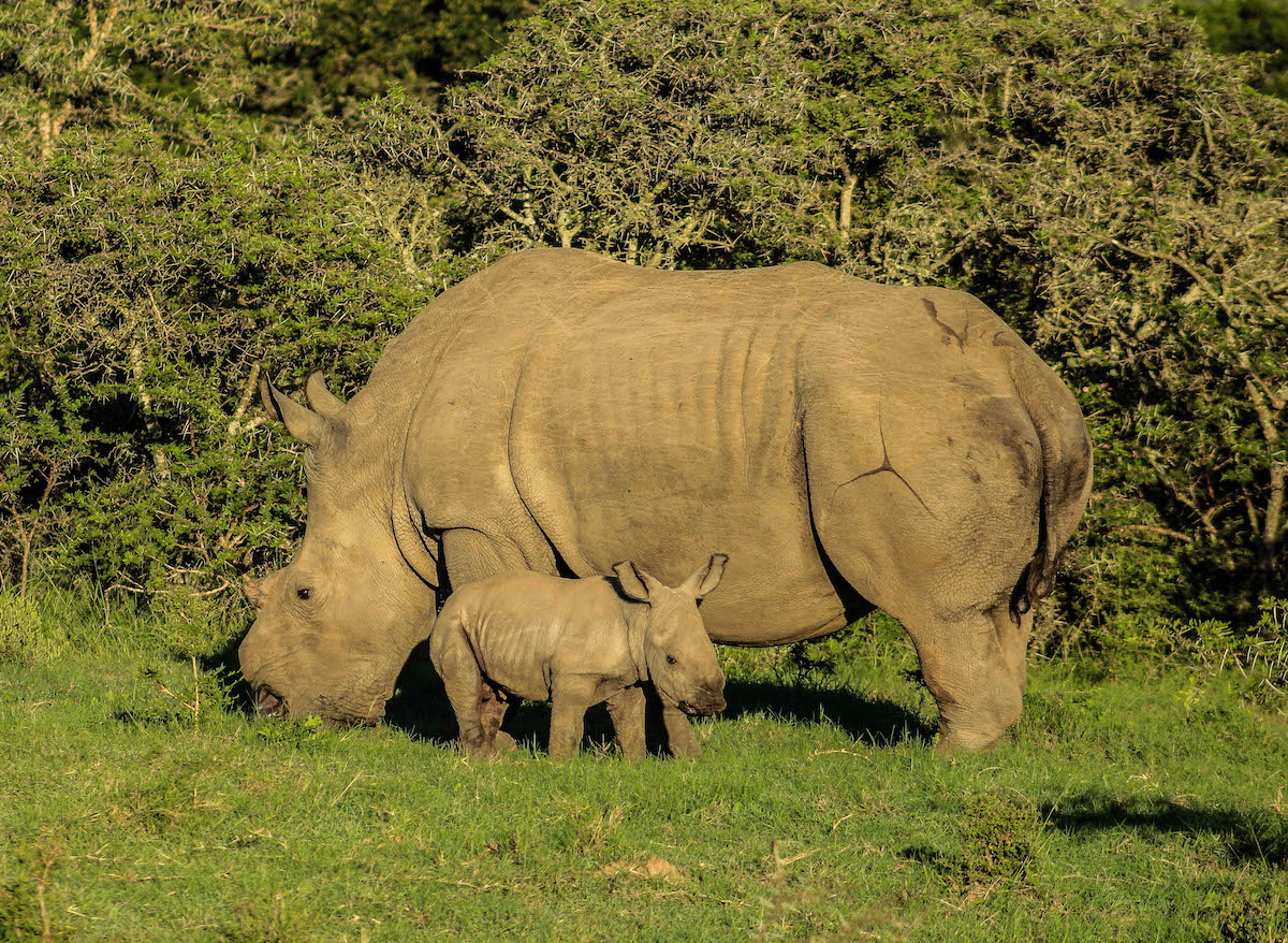 Rhino Thandi Baby Justice Kariega B Collett Apr2019