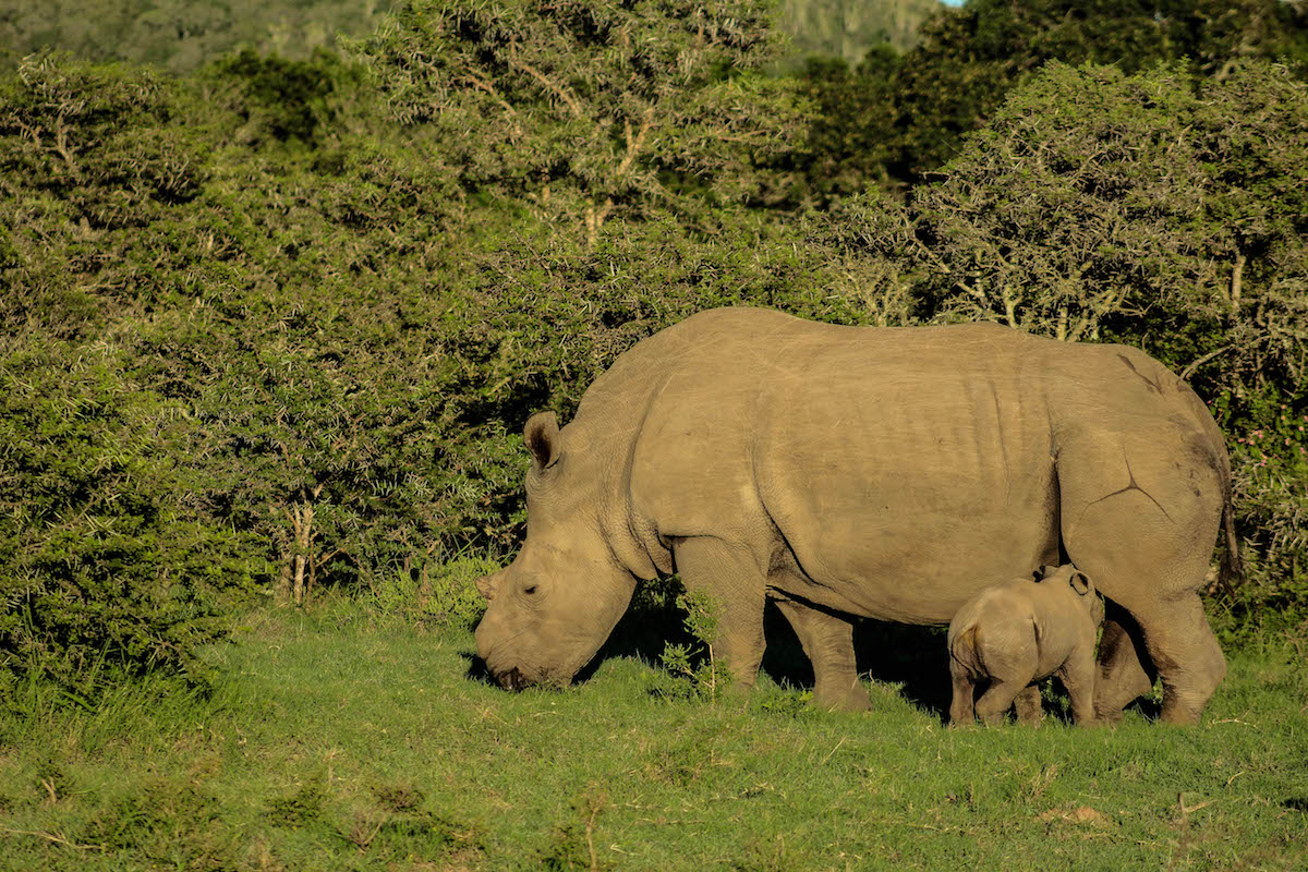 Rhino Justice Thandi Kariega April 2019