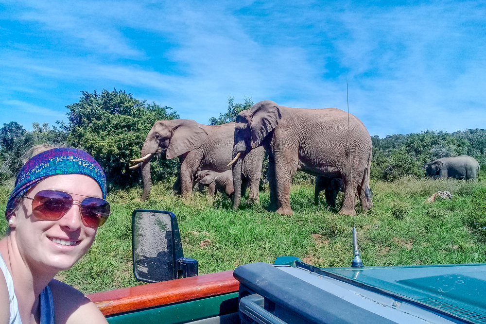 Kariega Volunteer Update Jan March 2019 Elephant Monitoring
