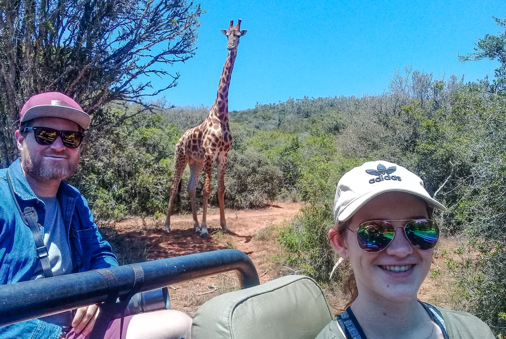 Kariega Volunteer Update Jan March 2019 Giraffe
