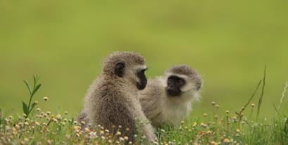 Vervet-Monkeys-Kariega-DPeacock.jpg