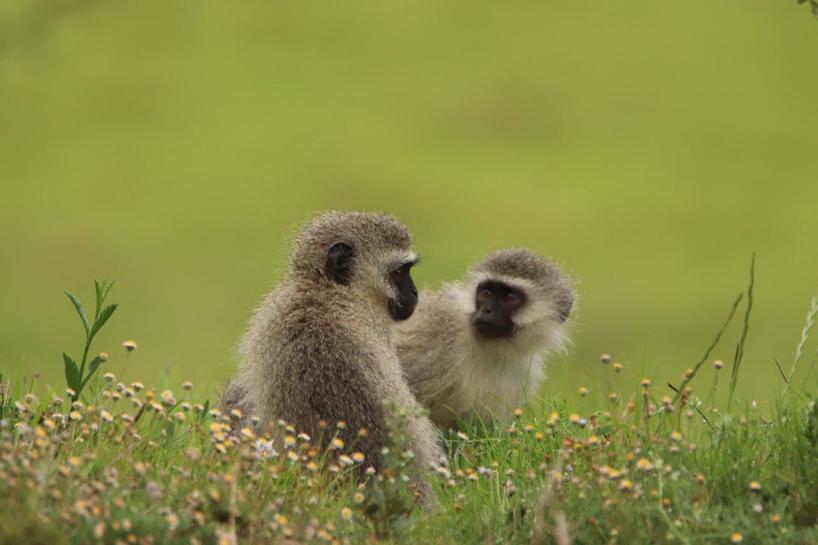 Vervet-Monkeys-Kariega-DPeacock.jpg