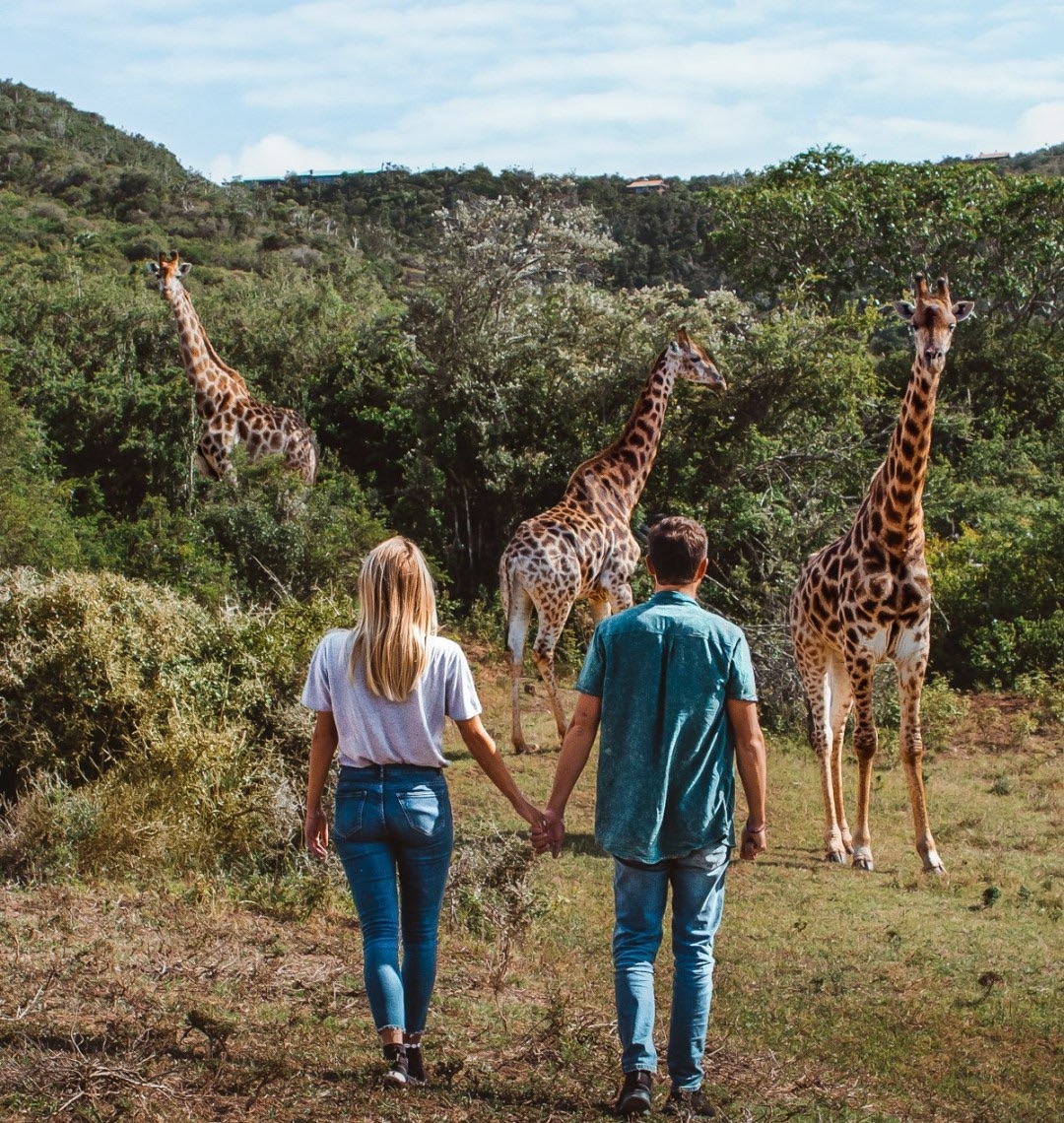 Giraffe and Guided Safari Walk at Kariega Game Reserve