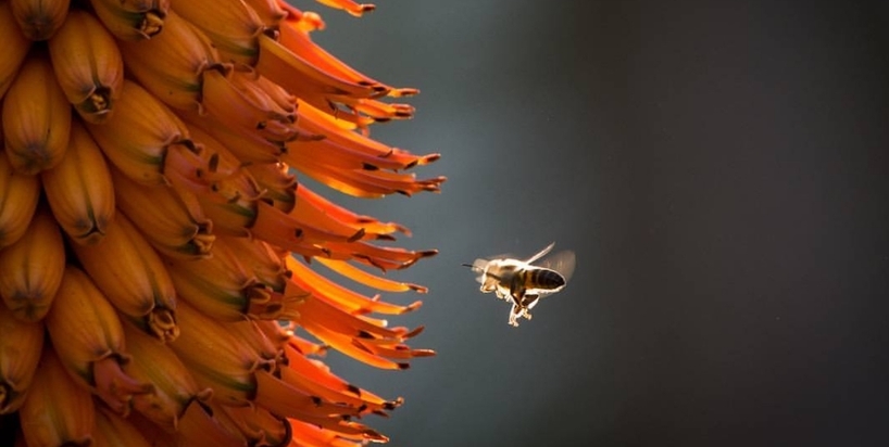 Kariega-African-Bee-LFourie.JPG