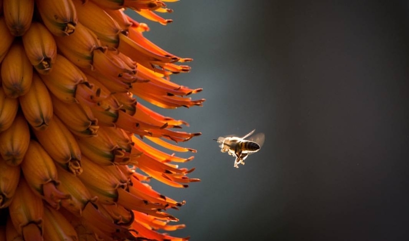 Kariega-African-Bee-LFourie.JPG