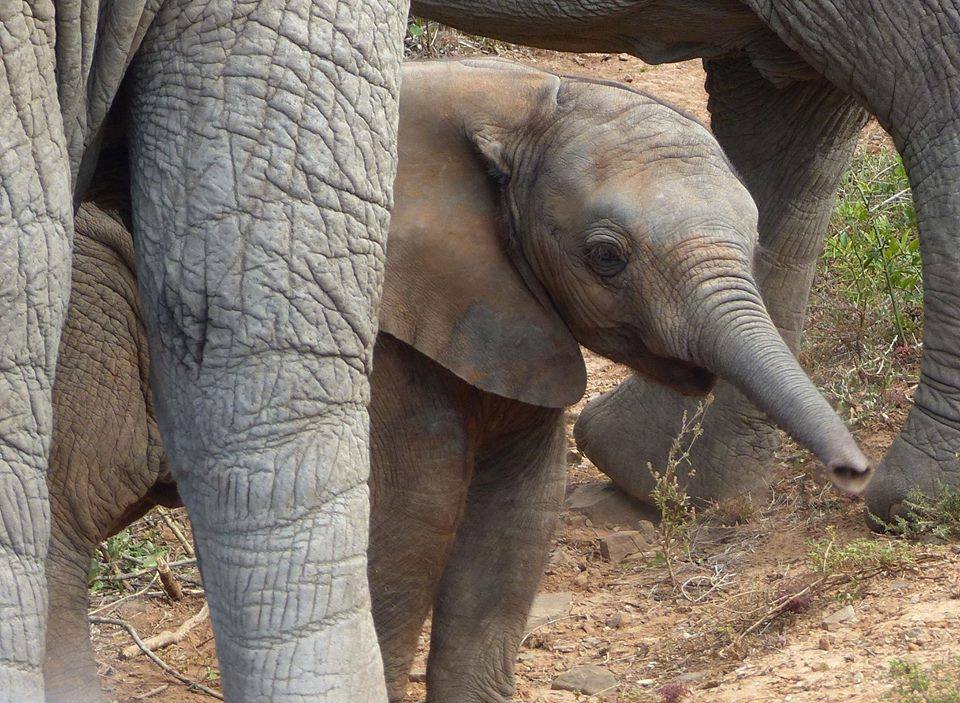 Kariega Elephant Baby Afraid of Bees