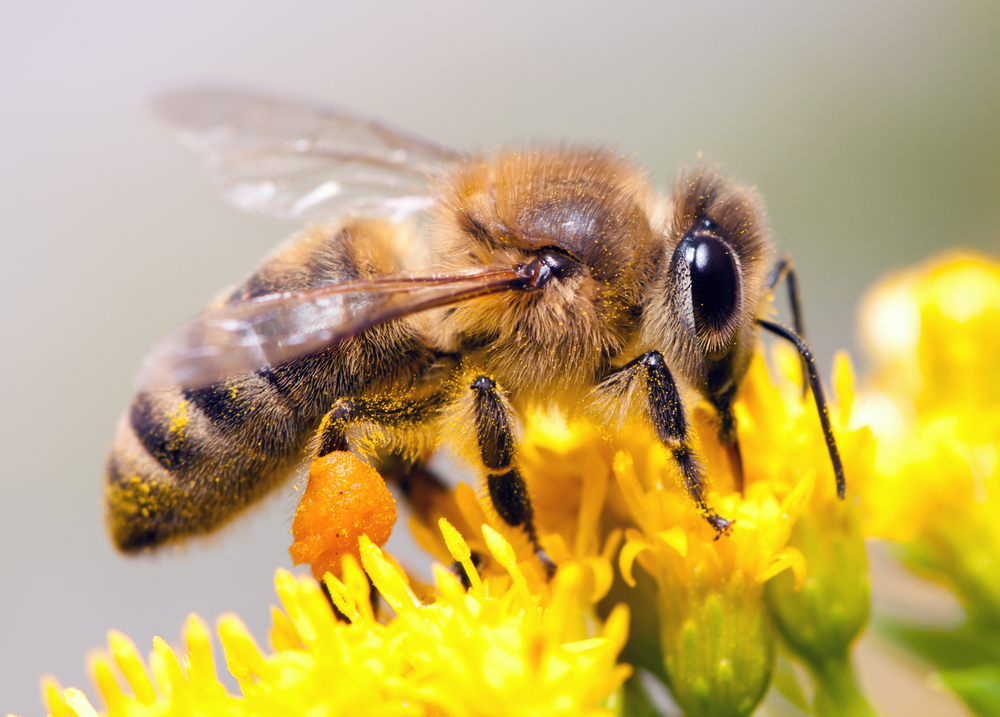 Elephants Afraid of the Cape Honeybee