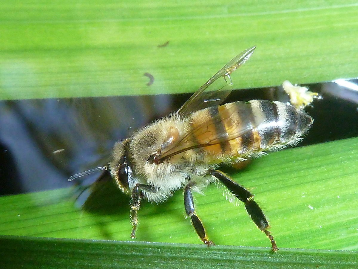 Elephants Afraid of the African Bee