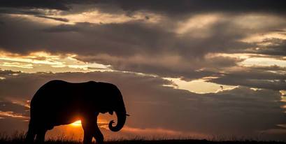 African-Elephant-Sunset-LFourie.jpg