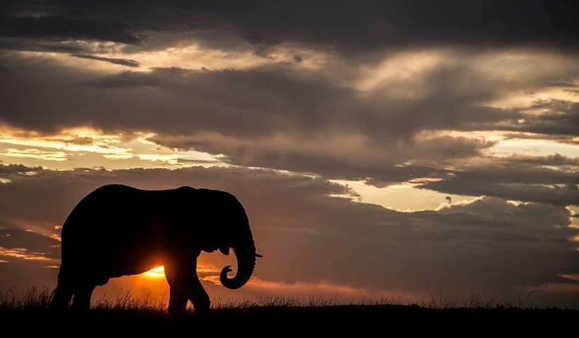 African-Elephant-Sunset-LFourie.jpg