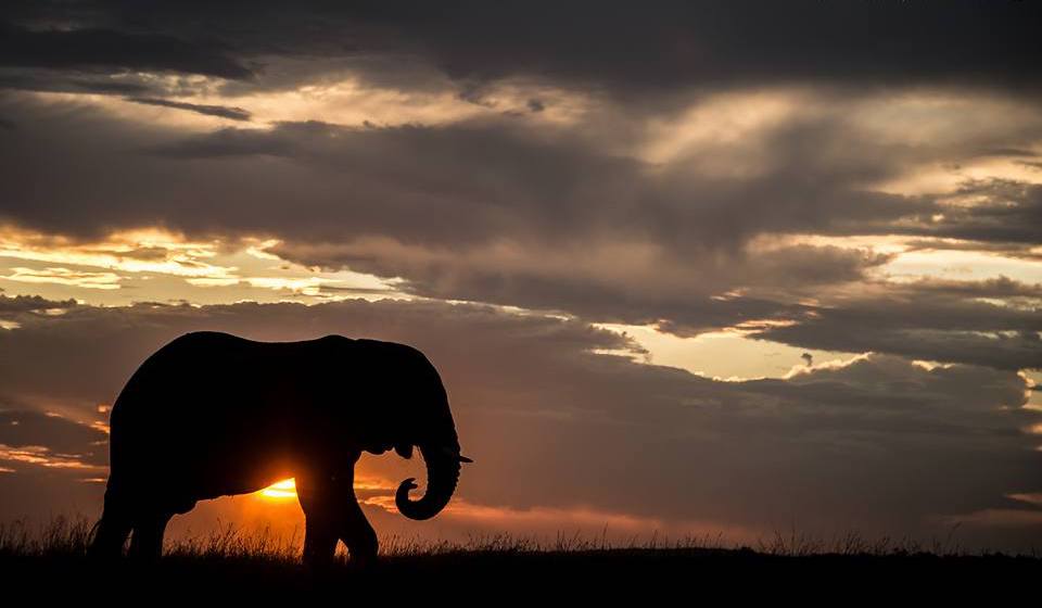 African Elephant Sunset