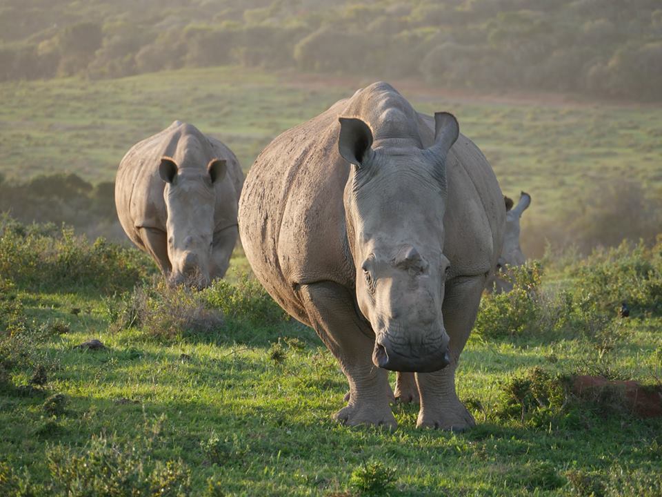 2019 Kariega Photo Competition Finalists Rhino Martina Nannt