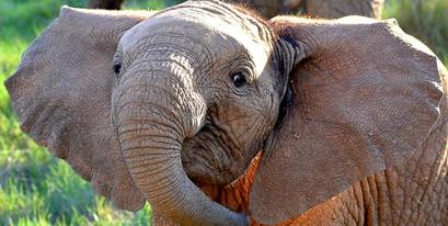 37-elephant-PeterMorris____-Kariega-April.jpg