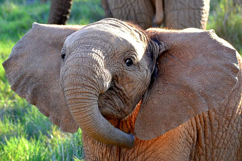 2019 Photo Competition Audience Favourite Winner Elephant