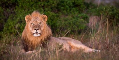 58-lion-Kariega-PhilYale.jpg