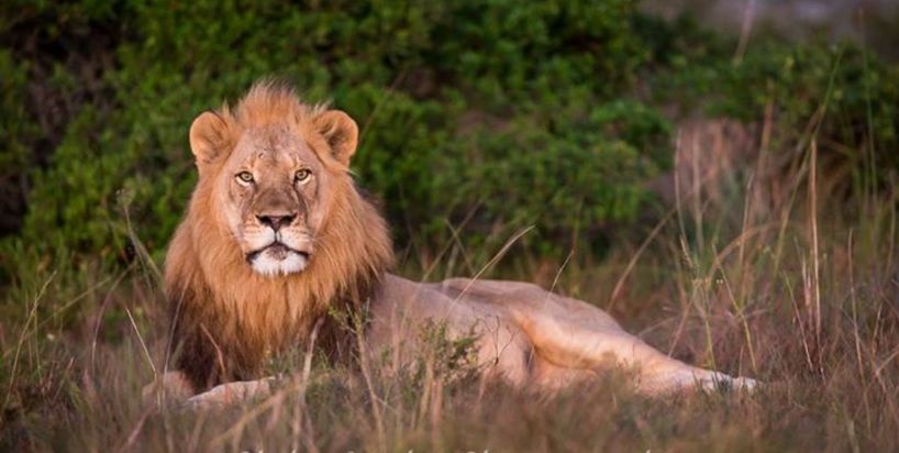 58-lion-Kariega-PhilYale.jpg