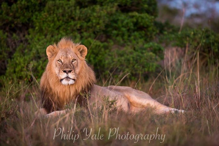 2019 Kariega Photo Competition Finalists Lion Phil Yale