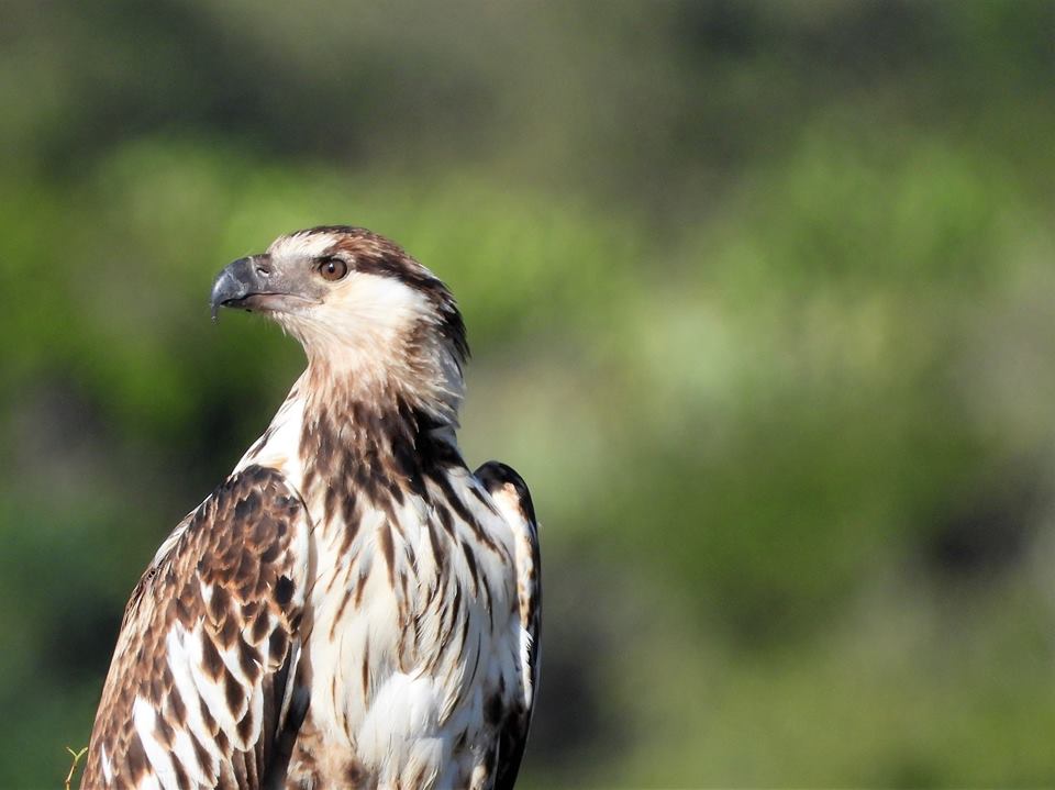 2019 Kariega Photo Competition Finalists Ivo Mijland