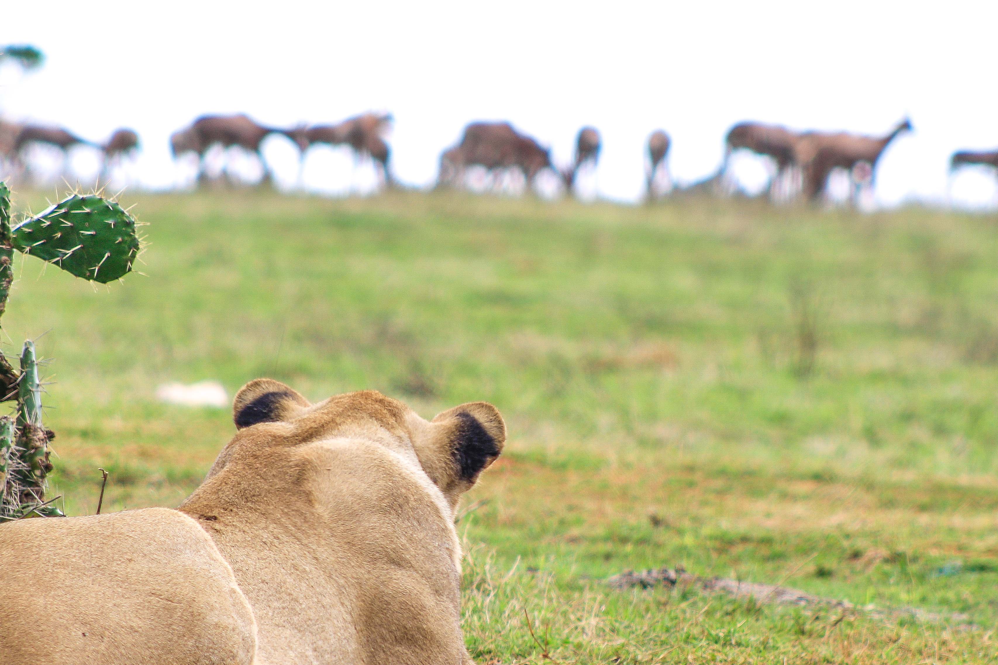 Interesting Lion Behaviour Stalking