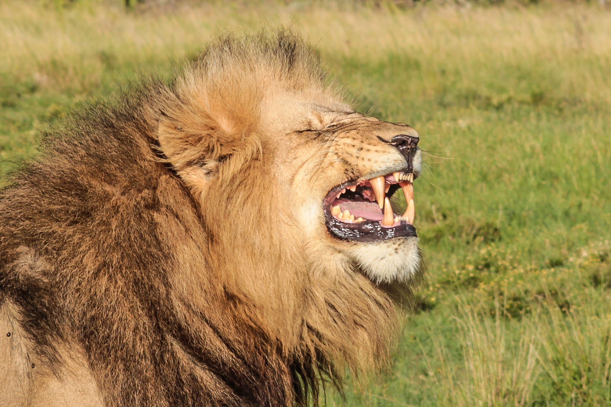 Lion Smiling