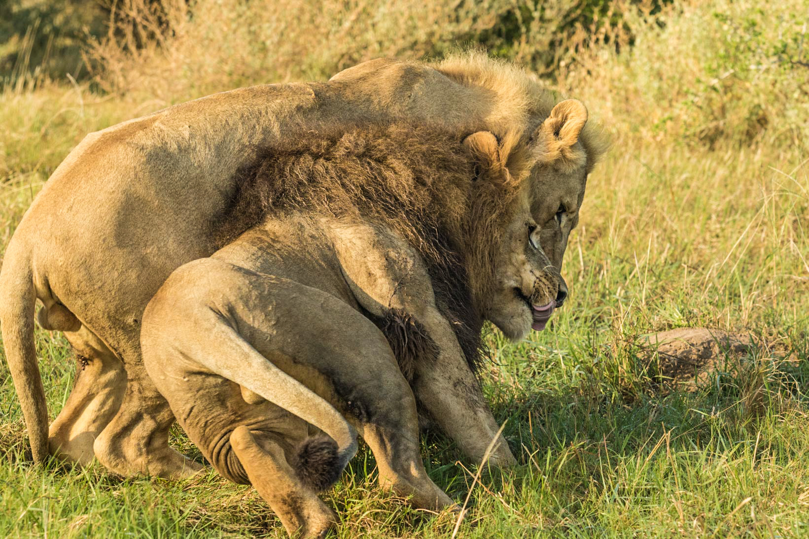 Interesting Lion Bonding Behaviour at Kariega Game Reserve