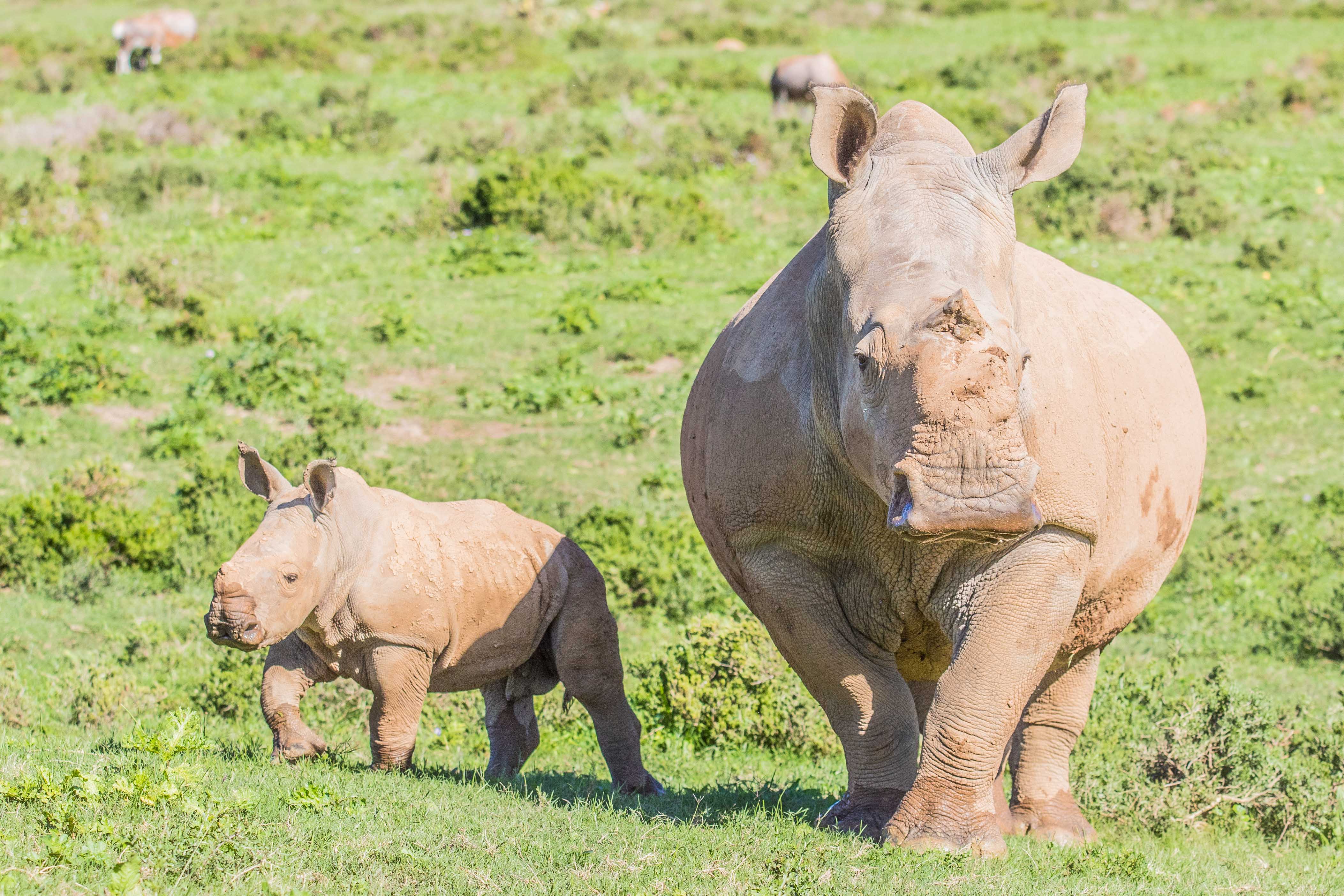 Eight Years Since Thandi Poached at Kariega with calf Mthetho