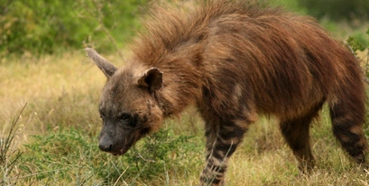 Kariega-Brown-Hyena.JPG