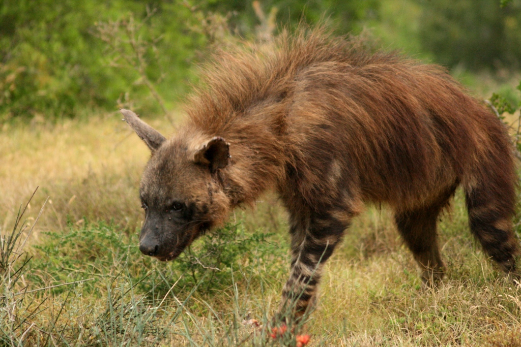Kariega Brown Hyena Top 10 Safari Photo 2019