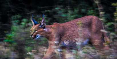 Kariega-Caracal-Braden-Colling.jpg