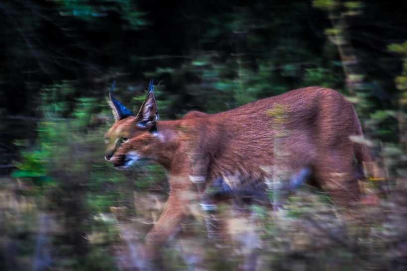 Kariega-Caracal-Braden-Colling.jpg